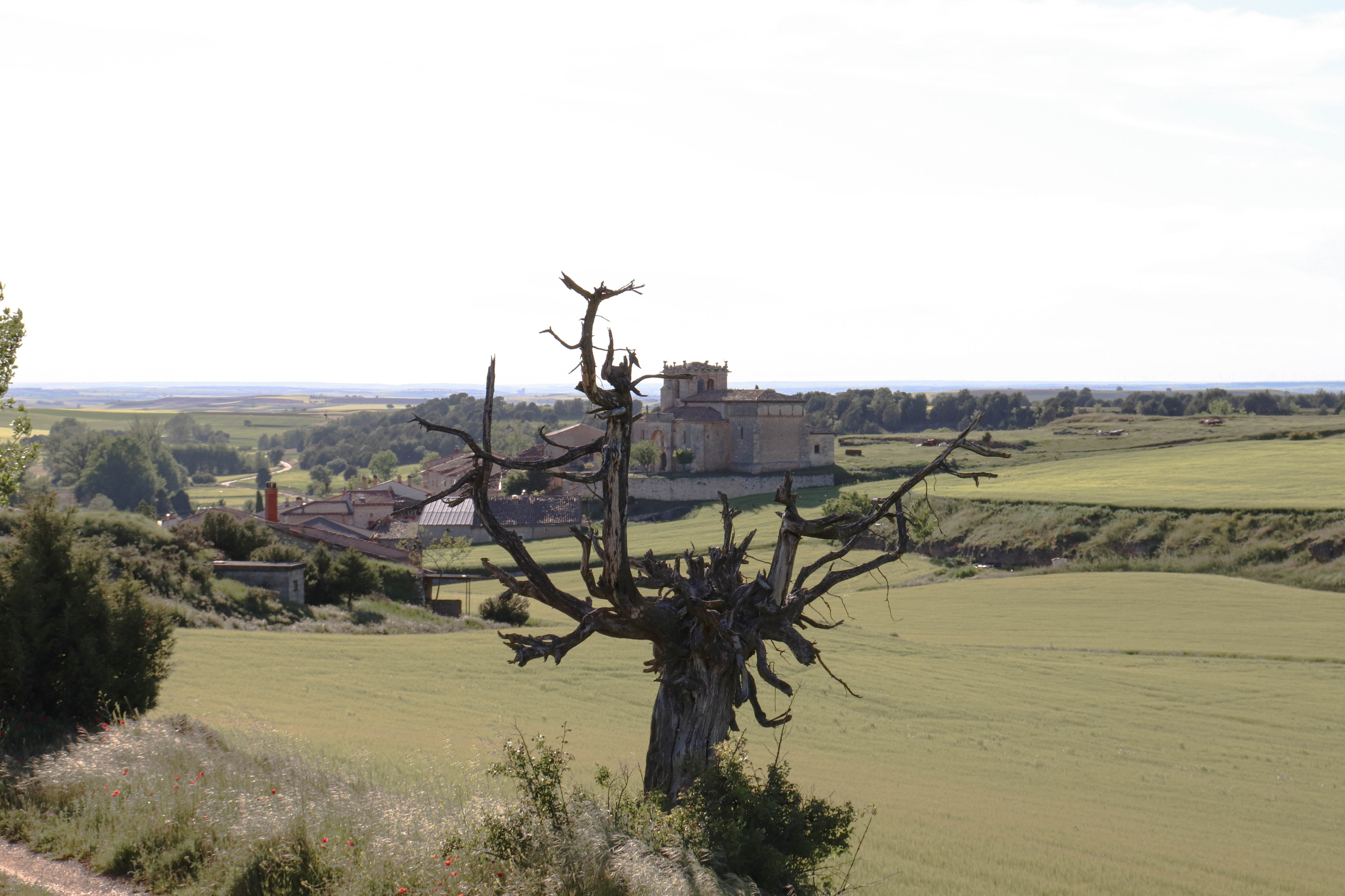 Iglesia desde bodegas con el árbol quemado
